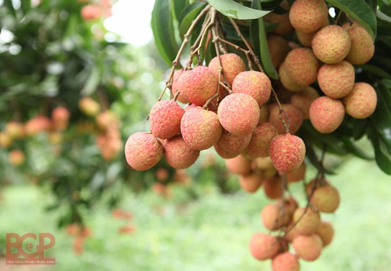 Mùa thu hoạch vải thiều đặc sản Lục Ngạn, tỉnh Bắc Giang đang đến gần (Ảnh minh họa: KT) Mùa thu hoạch vải thiều đặc sản Lục Ngạn, tỉnh Bắc Giang đang đến gần (Ảnh minh họa: KT)