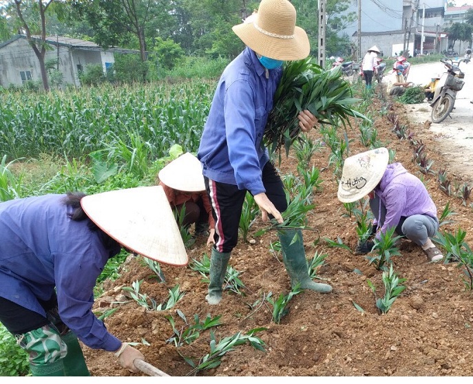 Chị em hội viên phụ nữ tham gia trồng  hoa