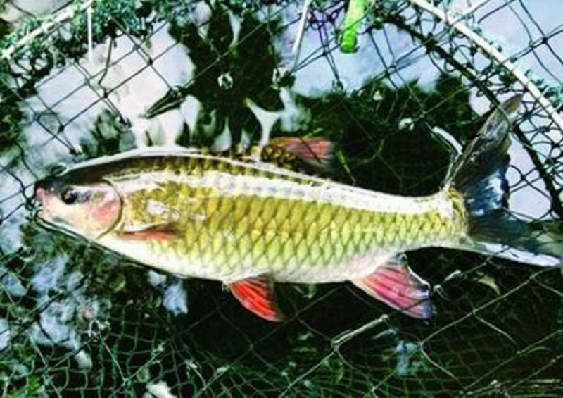 Cá bỗng Hà Giang được cấp chỉ dẫn địa lý - ảnh 1