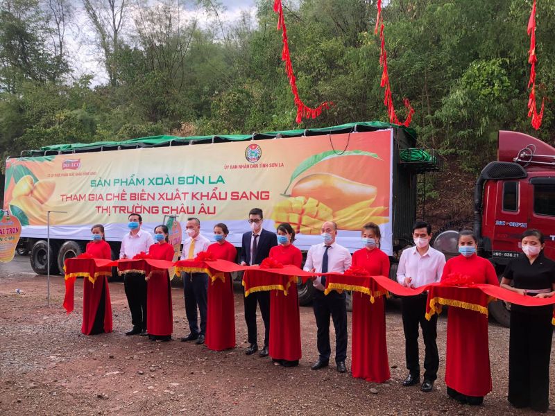 Bộ Công Thương hỗ trợ Sơn La xuất khẩu xoài, nhãn và tiêu thụ trong nước - ảnh 3
