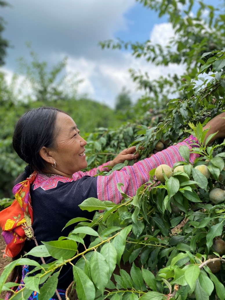 Mận hậu v&agrave; xo&agrave;i tr&ograve;n Y&ecirc;n Ch&acirc;u của Sơn La ch&iacute;nh thức l&ecirc;n s&agrave;n thương mại điện tử Shopee