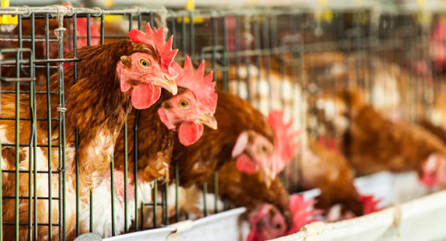 Trung Quốc xác định một trường hợp nhiễm virus cúm gia cầm H10N3 ở người.