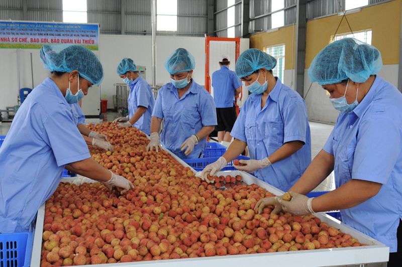 Vải thiều Bắc Giang