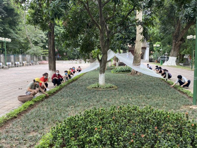 Thứ 7 h&agrave;ng tuần, chị em Hội LHPN quận Ba Đ&igrave;nh lại c&ugrave;ng nhau chăm s&oacute;c c&acirc;y