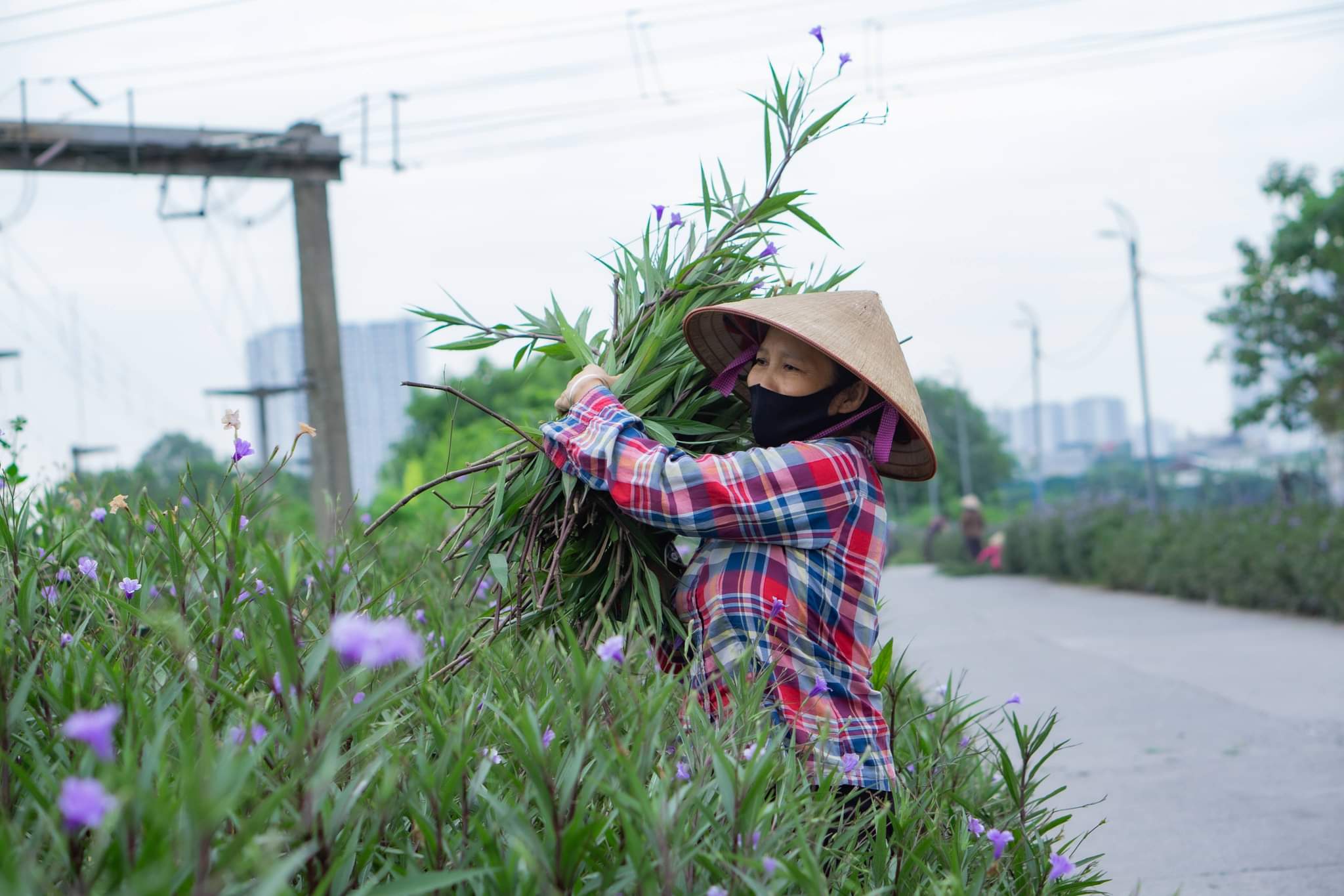 Hội LHPN xã Tân Triều, huyện Thanh Trì hưởng ứng ngày môi trường thế giới - ảnh 4