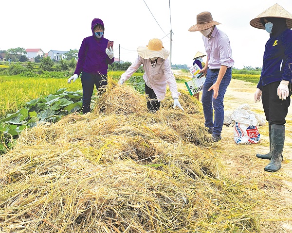 Mô hình xử lý rơm rạ thành phân hữu cơ bón cho cây trồng giúp cho môi trường làng quê xanh – sạch hơn