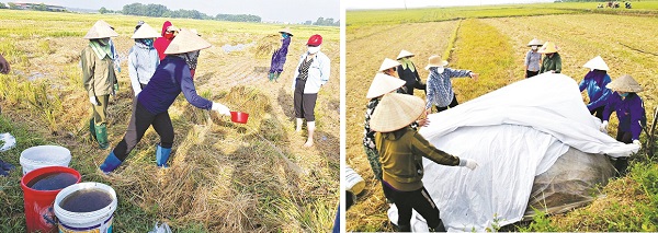 Chị em hội viên thực hành các bước ủ rơm rạ thành phân hữu cơ