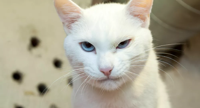 Chú mèo trắng Achilles của bảo tàng Hermitage.