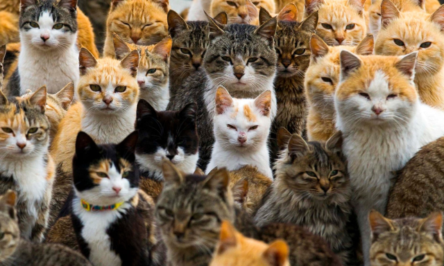 Hòn đảo Aoshima bị 