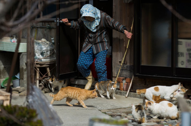Người dân đảo phải chú ý để không giẫm vào những chú mèo mỗi khi ra khỏi nhà.
