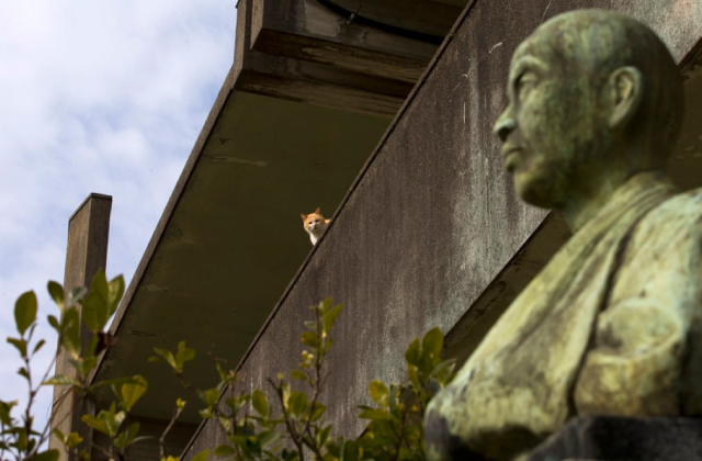 Chú mèo ngồi trên tường của một ngôi trường bỏ hoang.