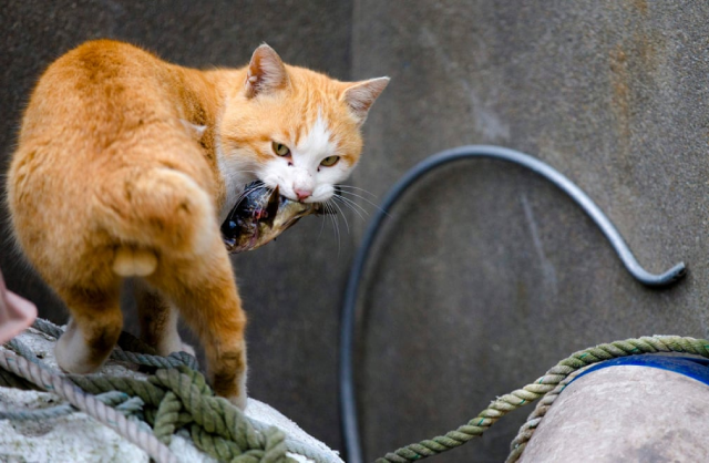 Chú mèo này nhanh chóng 