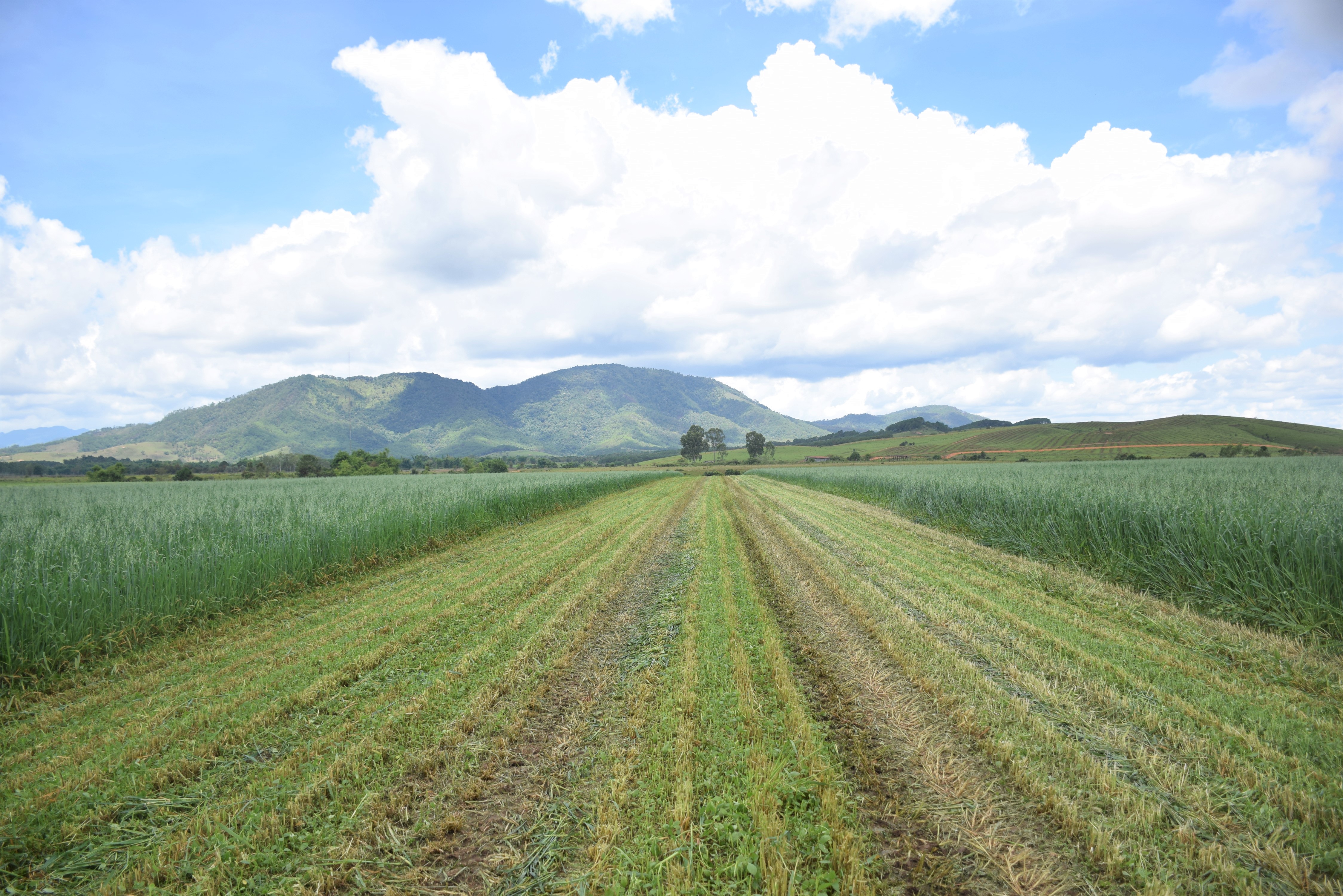 Cánh đồng yến mạch, bắp hữu cơ tại Trang trại bò sữa Lao-Jagro ở Xiêng Khoảng (Lào), ảnh chụp tháng 5/2021.