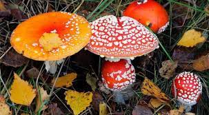 Hiện nay, là thời điểm bước vào mùa mưa và cũng là lúc các loại nấm phát triển nhiều. Các bác sĩ khuyến cao, những nấm có màu sắc sặc sỡ, nhìn bắt mắt,