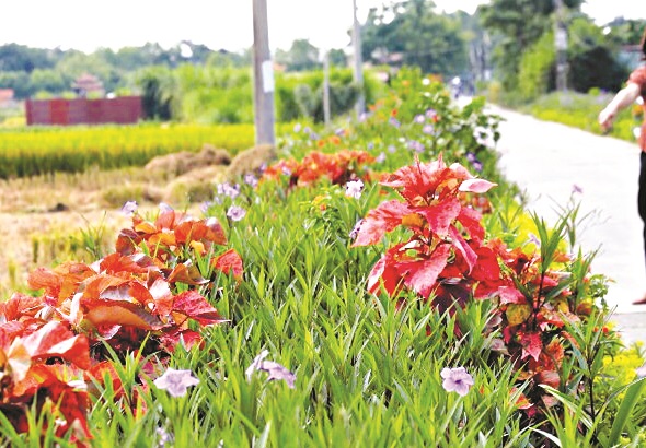 Những con đường hoa sắc màu ở Đông Anh Những con đường hoa sắc màu ở Đông Anh