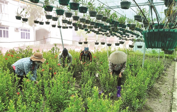 Vườn ươm hoa ở xã Liên Hà Vườn ươm hoa ở xã Liên Hà