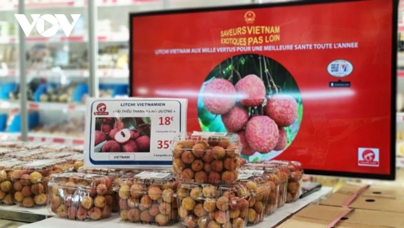 Kênh phân phối tại Pháp đẩy nhanh kế hoạch nhập khẩu vải thiều Việt Nam. Kênh phân phối tại Pháp đẩy nhanh kế hoạch nhập khẩu vải thiều Việt Nam.