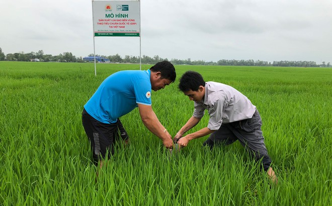 ảnh minh họa ảnh minh họa