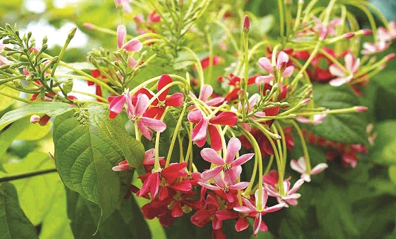 Những cánh hoa tin yêu - ảnh 2