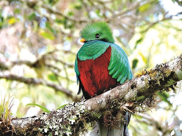 Bí ẩn loài chim sẵn sàng tuyệt thực tự vẫn nếu bị nhốt - ảnh 3