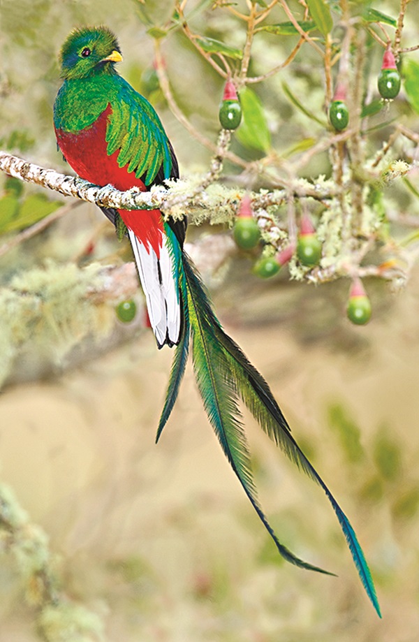 Bí ẩn loài chim sẵn sàng tuyệt thực tự vẫn nếu bị nhốt - ảnh 2