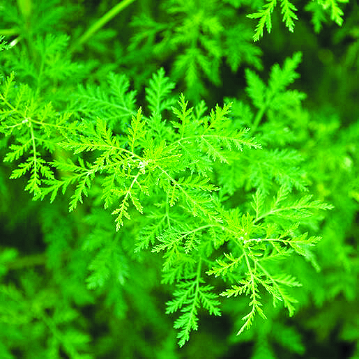 Cây thanh hao hoa vàng (int)