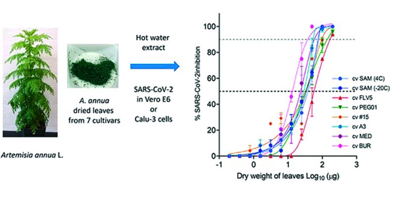 Đồ họa về hiệu quả chống Covid-19 của Artemisia annua trong lá thanh hao hoa vàng (int)