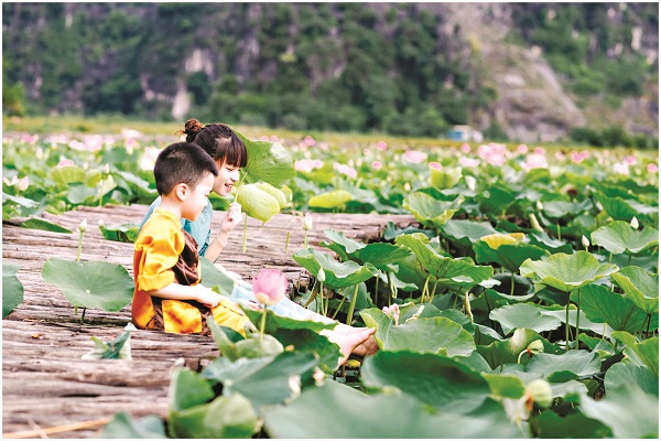 Đầm sen khoe sắc - điểm nhấn của Hang Múa