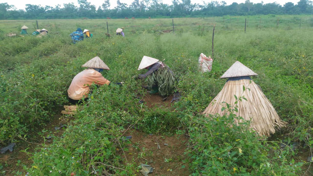 Trà túi lọc cà gai leo SADU đạt chứng nhận OCOP 4 sao: Niềm tin trong lòng người tiêu dùng - ảnh 2