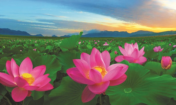 Ảnh minh họa Ảnh minh họa
