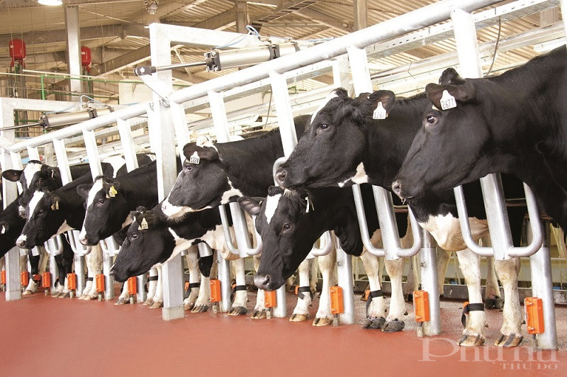 H&igrave;nh ảnh sản xuất c&ocirc;ng nghệ cao ở trang trại TH &ndash; c&ocirc;ng tr&igrave;nh do b&agrave; Th&aacute;i Hương kiến tạo.