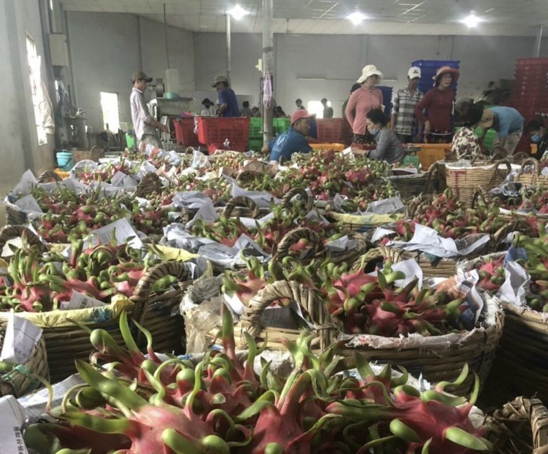 Thanh long đang được tập trung thu mua tại cửa khẩu Hữu Nghị (Lạng Sơn)