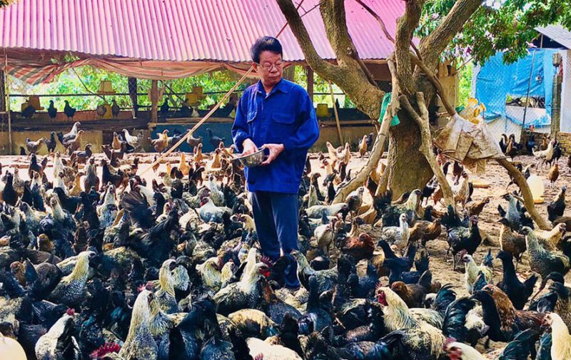 Chăn nuôi gà theo chuỗi liên kết đem lại thu nhập cao cho Hợp tác xã Chăn nuôi Yên Hòa Phú, xã Đông Yên (huyện Quốc Oai). Ảnh: Đức Duy