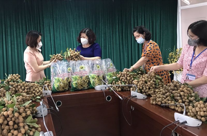 Nhãn chín muộn - đặc sản của huyện Quốc Oai được các cấp Hội hỗ trợ tiêu thụ Nhãn chín muộn - đặc sản của huyện Quốc Oai được các cấp Hội hỗ trợ tiêu thụ