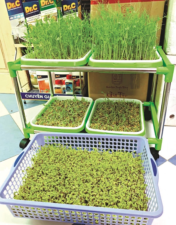 Những khay rau mầm xanh tươi truyền cảm hứng làm “nhà nông” trong phố