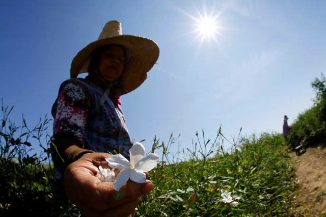 Nước hoa "Chanel Nº5" tròn 100 tuổi: Cách sản xuất loại nước hoa nổi tiếng nhất thế giới - ảnh 9