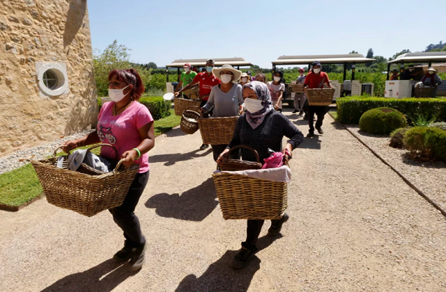 Người hái với giỏ hoa nhài ở Pegomas, Pháp. Người hái với giỏ hoa nhài ở Pegomas, Pháp.