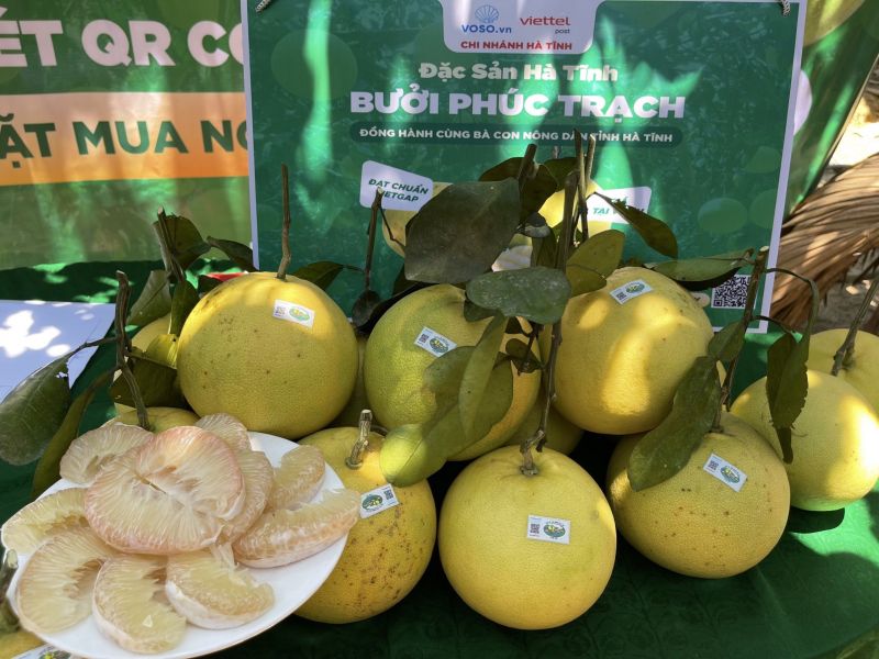 Bưởi Phúc Trạch lên sàn thương mại điện tử Bưởi Phúc Trạch lên sàn thương mại điện tử