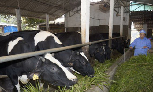 M&ocirc; h&igrave;nh chăn nu&ocirc;i b&ograve; kh&eacute;p k&iacute;n đ&aacute;p ứng nhu cầu về nguồn sữa của thị trường nhờ qu&aacute; tr&igrave;nh sản xuất nhanh, bền vững.