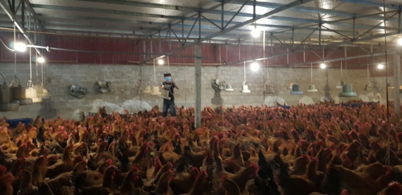 Anh Vũ Văn Lai giới thiệu về nu&ocirc;i ba ba với &ocirc;ng Đinh Văn Thủy, Chủ tịch UBND x&atilde; Minh T&acirc;n  (ảnh V&acirc;n Nga)