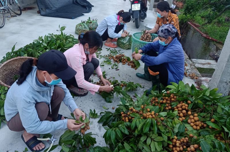 Hỗ trợ bà con huyện Chương Mỹ  tiêu thụ nhãn.