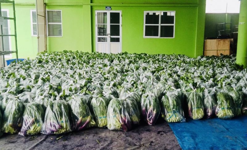 Hội LHPN huyện Gia Lâm: Tặng rau cho các quận nội thành chống dịch - ảnh 1