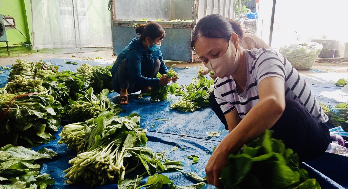 Chị em phụ nữ phân loại, đóng gói rau sạch gửi tặng các hộ gia đình khó khăn ở nội thành