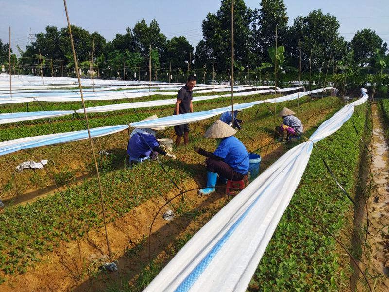 Bà con nông dân xã Đại Thịnh gieo trồng cây rau