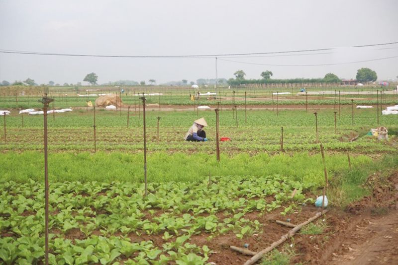C&aacute;nh đồng lớn sản xuất rau an to&agrave;n tại M&ecirc; Linh