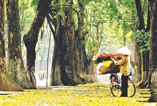 Phố mùa thu - ảnh 2