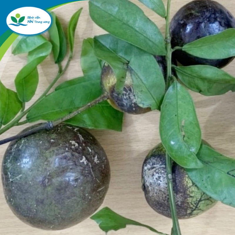 Hình ảnh quả hồng trâu. Hình ảnh quả hồng trâu.