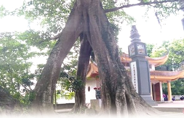 Cây đa 3 gốc ở làng Dư Xá Thượng – độc đáo một di sản văn hóa - ảnh 1