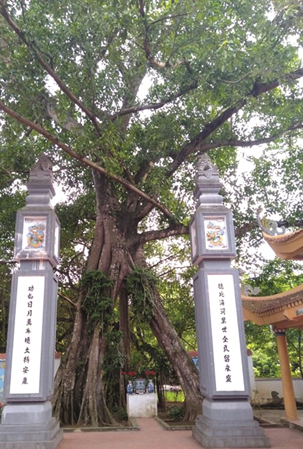 Cây đa 3 gốc ở làng Dư Xá Thượng – độc đáo một di sản văn hóa - ảnh 2