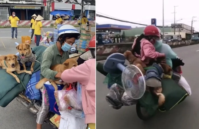 Hình ảnh vợ chồng ông H. chở đàn chó từ Bình Dương về Cà Mau Hình ảnh vợ chồng ông H. chở đàn chó từ Bình Dương về Cà Mau